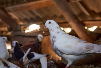 Bifeedoo destaca la importancia de la alimentación ecológica en palomos para mejorar su rendimiento en verano