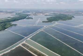 OBA presenta un informe sobre el impacto medioambiental de la producción de langostino importado de Ecuador