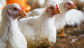 Bifeedoo analiza el papel del pienso ecológico para pollos durante el verano para mejorar el bienestar y la productividad
