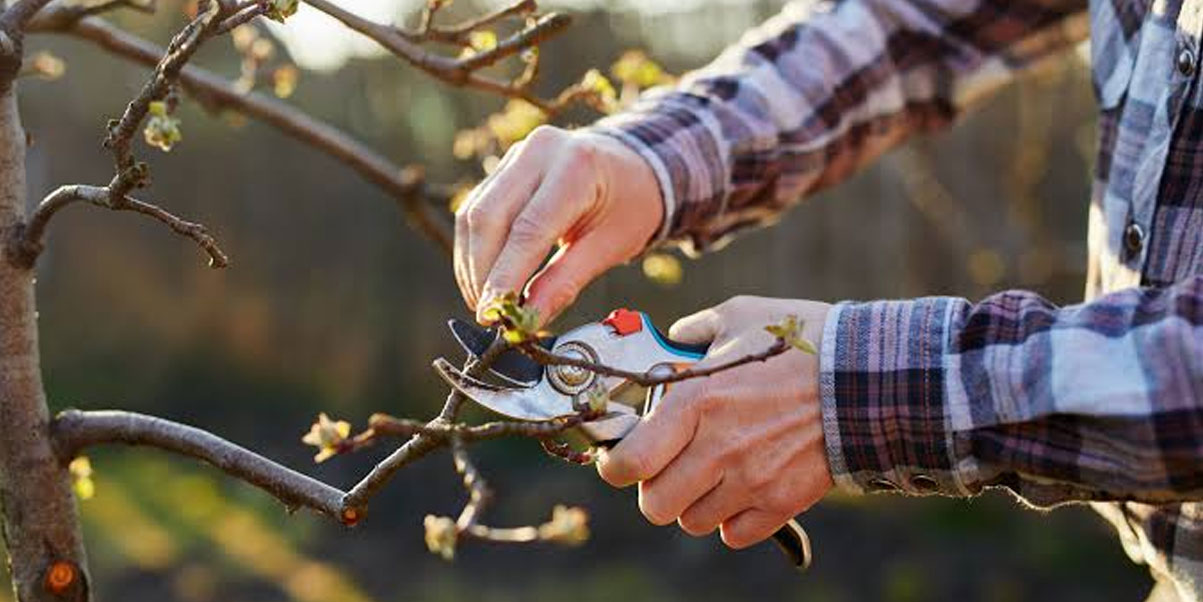 ¿Cuándo podar o talar un árbol y qué debes tener en cuenta? ¿Cuándo podar o talar un árbol y qué debes tener en cuenta?