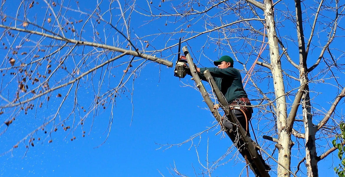 Poda y tala de árboles: soluciones seguras para ejemplares grandes