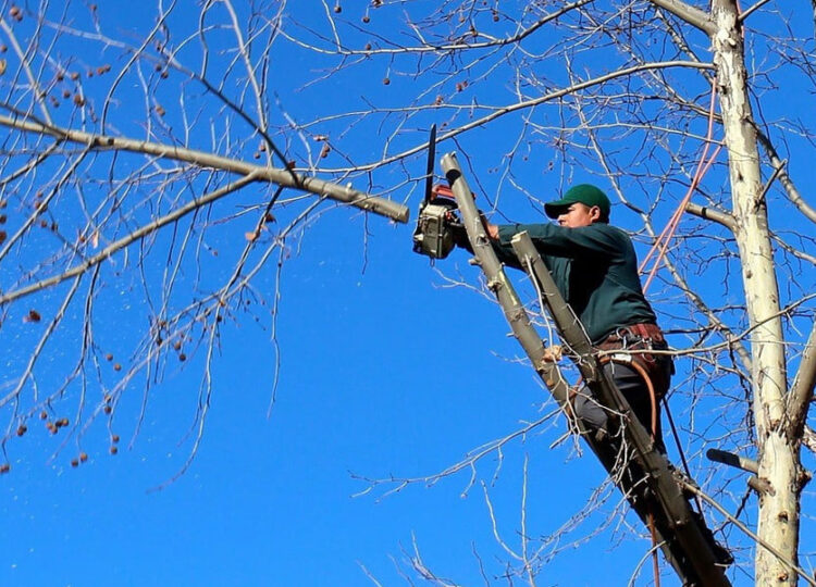 Poda y tala de árboles: soluciones seguras para ejemplares grandes