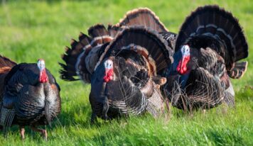Bifeedoo analiza cómo el pienso ecológico para pavos mejora el rendimiento en otoño y refuerza su bienestar