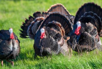 Bifeedoo analiza cómo el pienso ecológico para pavos mejora el rendimiento en otoño y refuerza su bienestar