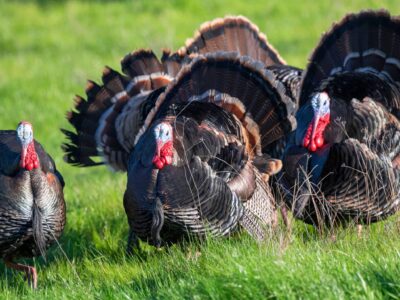 Bifeedoo analiza cómo el pienso ecológico para pavos mejora el rendimiento en otoño y refuerza su bienestar