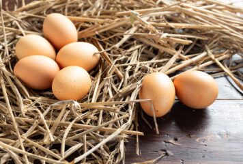 Bifeedoo explica qué necesita una gallina ponedora para una correcta producción de huevos
