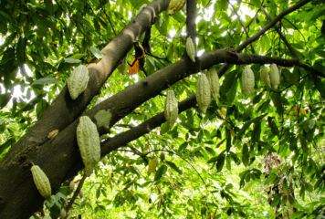 Café, cacao y madera, tres rutas para conocer qué hay detrás de su producción