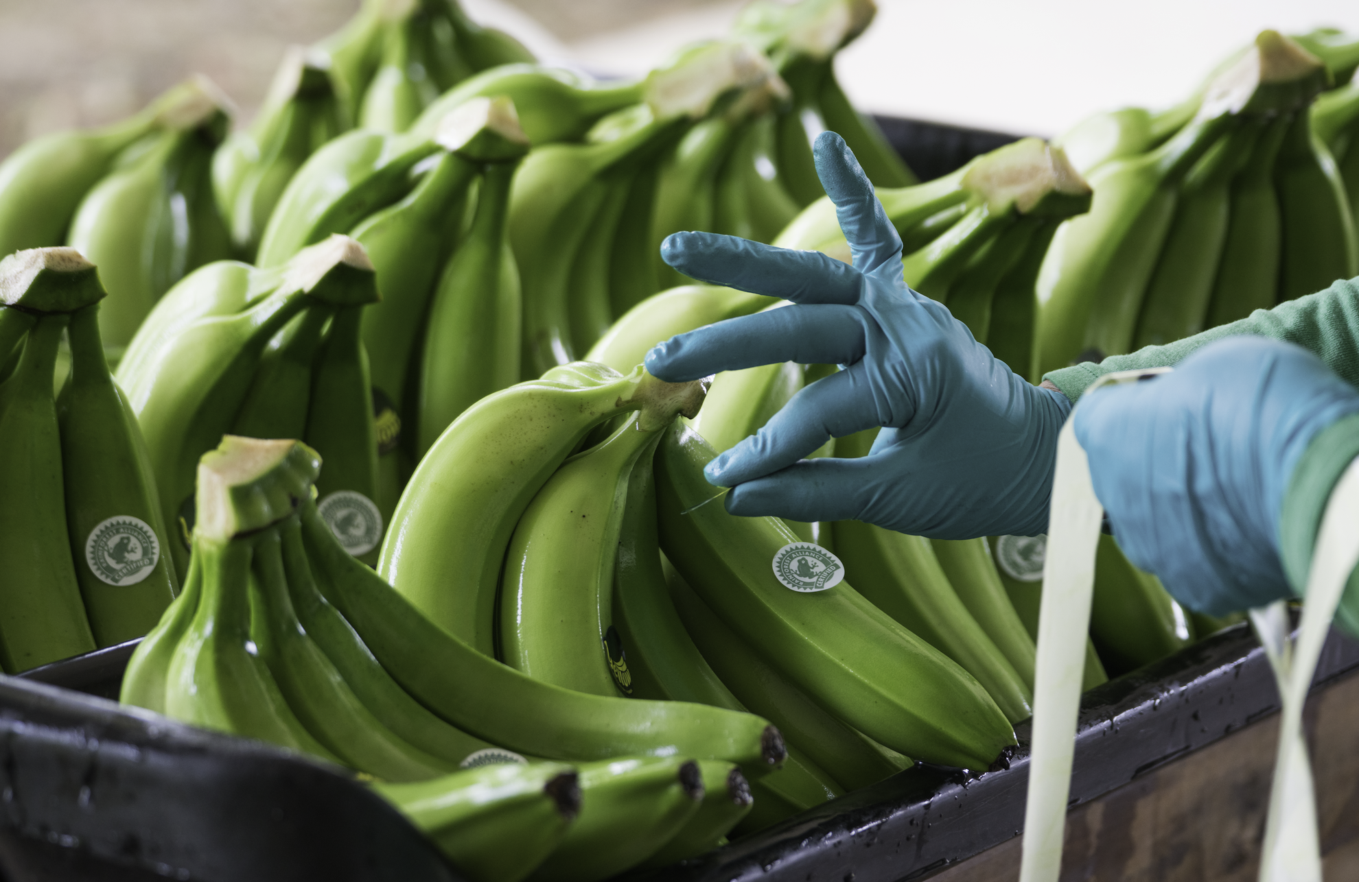 Productores colombianos alertan en Fruit Attraction, en Madrid, sobre los costes invisibles del banano sostenible